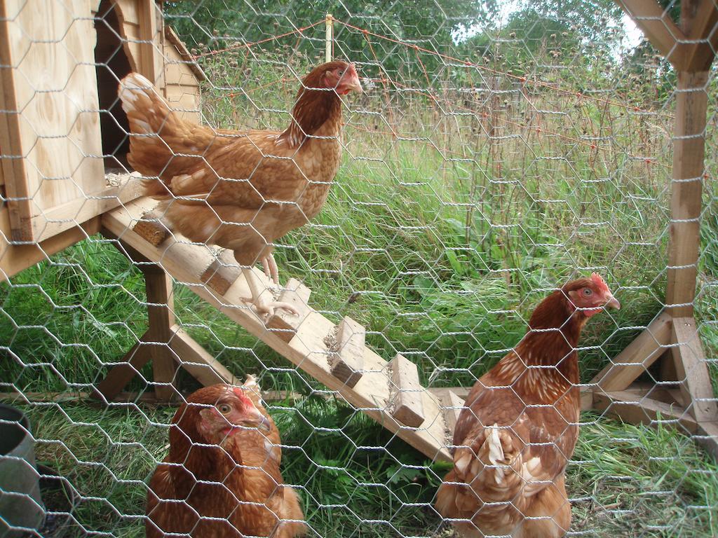 White House Farm Bed & Breakfast Hindolveston Екстериор снимка